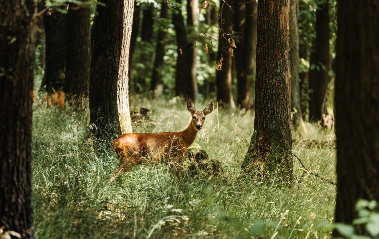 Soirées d&rsquo;été de Machy « Sur le Chemin de Bambi »